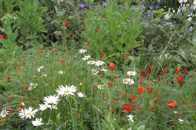 Escholtzias et marguerites