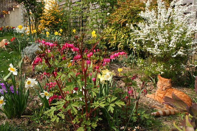 Des coeurs tout roses