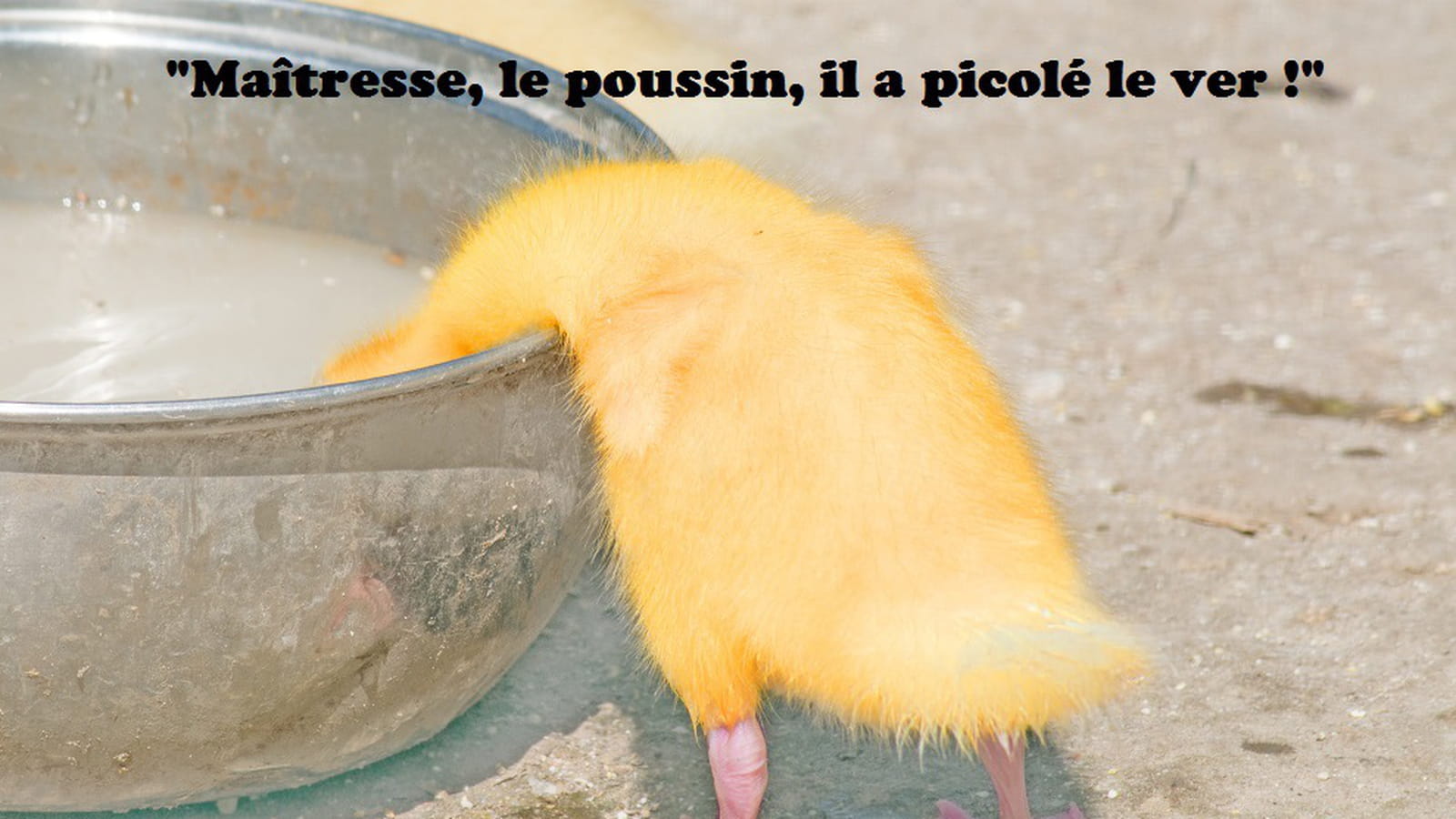Poussin alcoolique