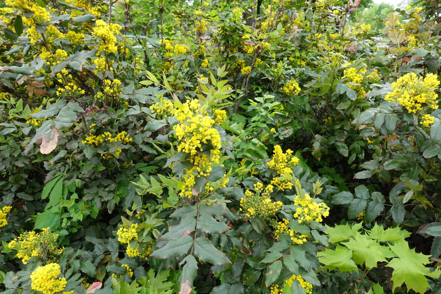 Mahonia
