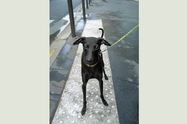 Le plus petit des l&eacute;vriers