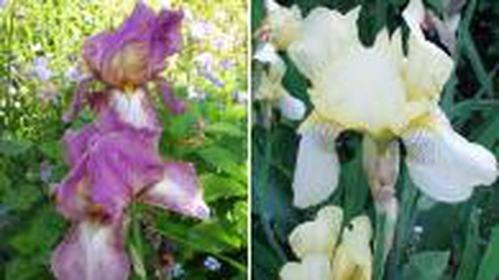 Iris