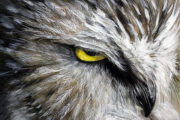 Ce hibou vous a l'oeil