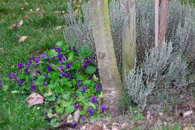 Du thym et des violettes sous le cerisier