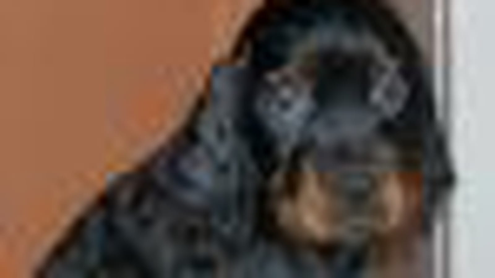 Le Setter gordon
