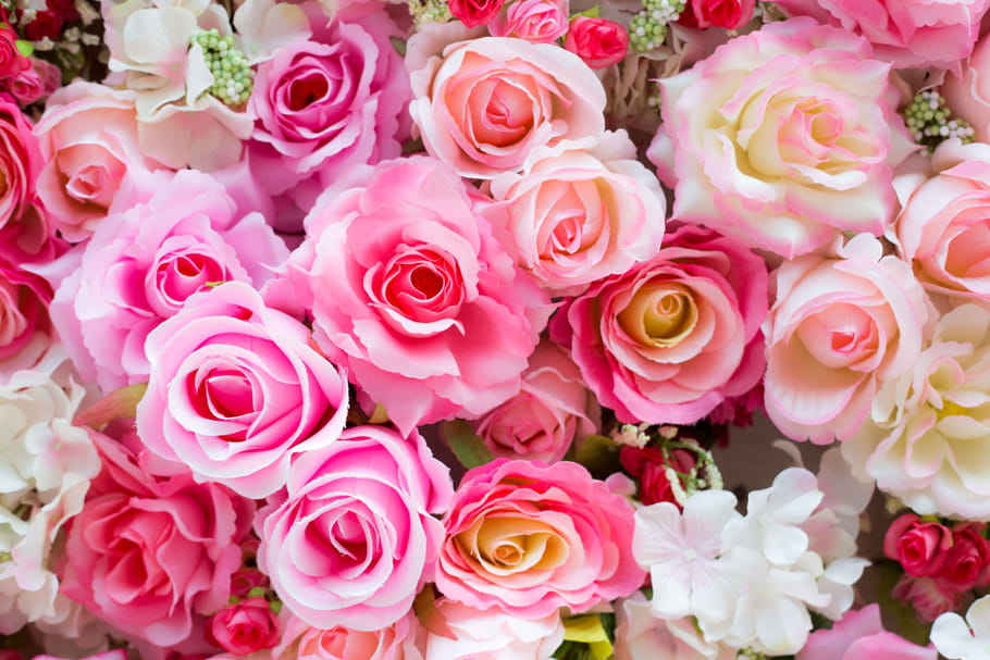Comment avoir de belles roses ?