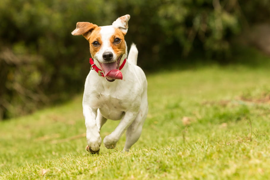 Jack Russell Terrier