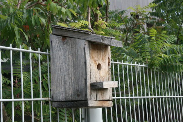 Pour le plus grand bonheur des oiseaux