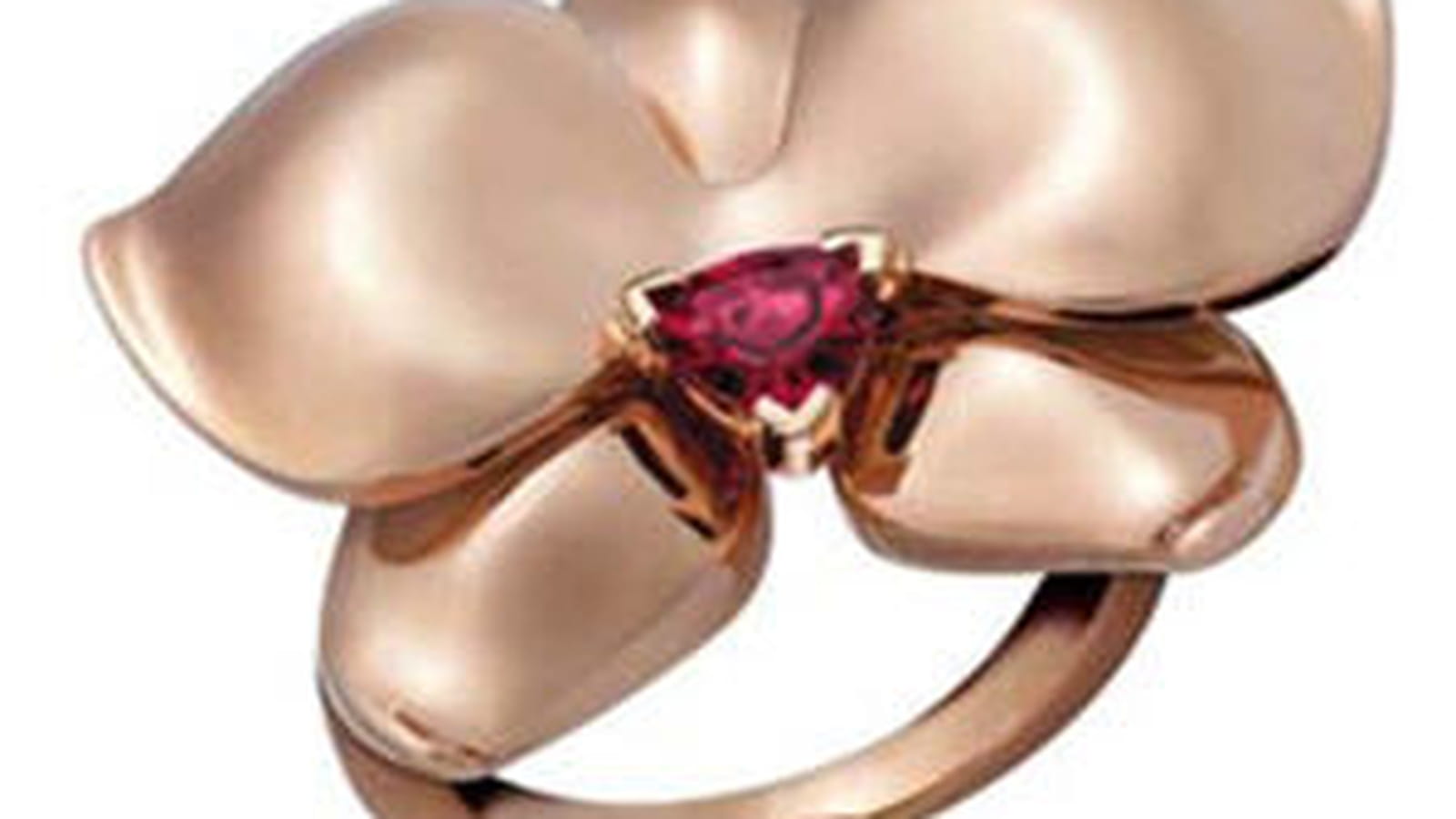 Orchidée