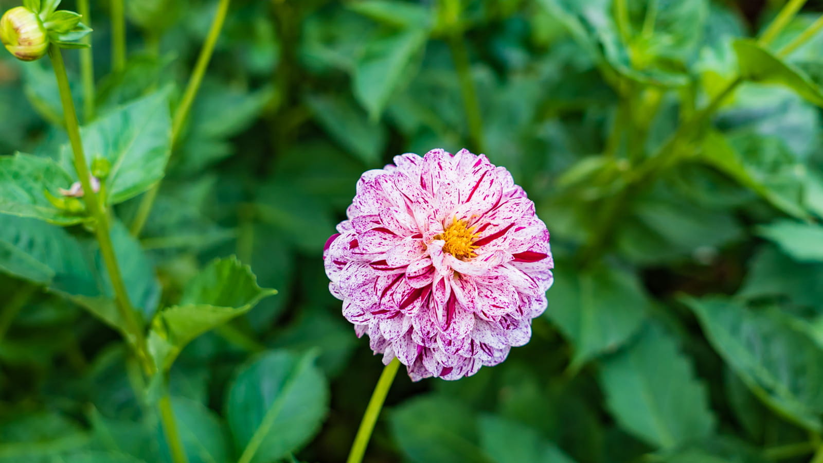 Dahlias