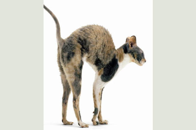 Z&eacute;phir, Cornish rex