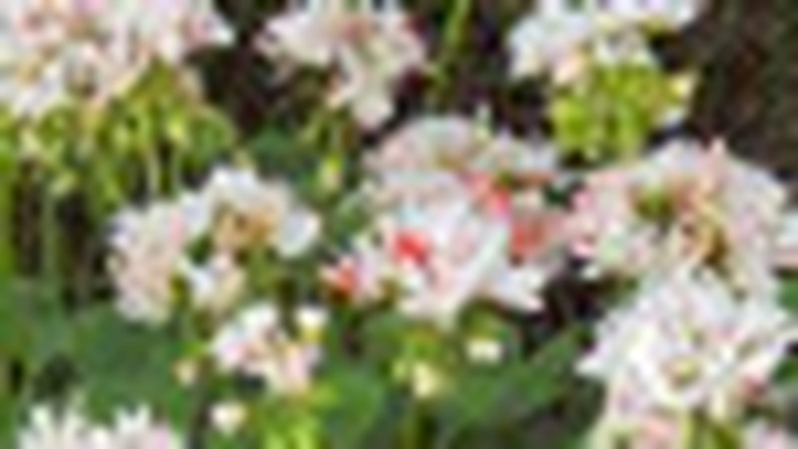 Pelargonium