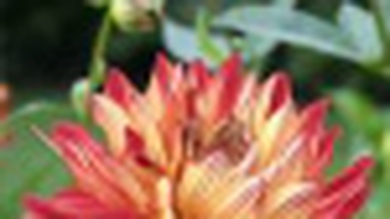 Les dahlias Delbard