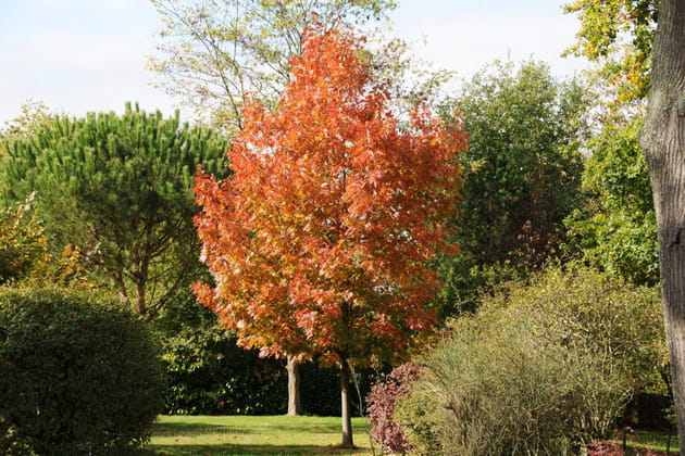Le copalme aux mille &eacute;toiles