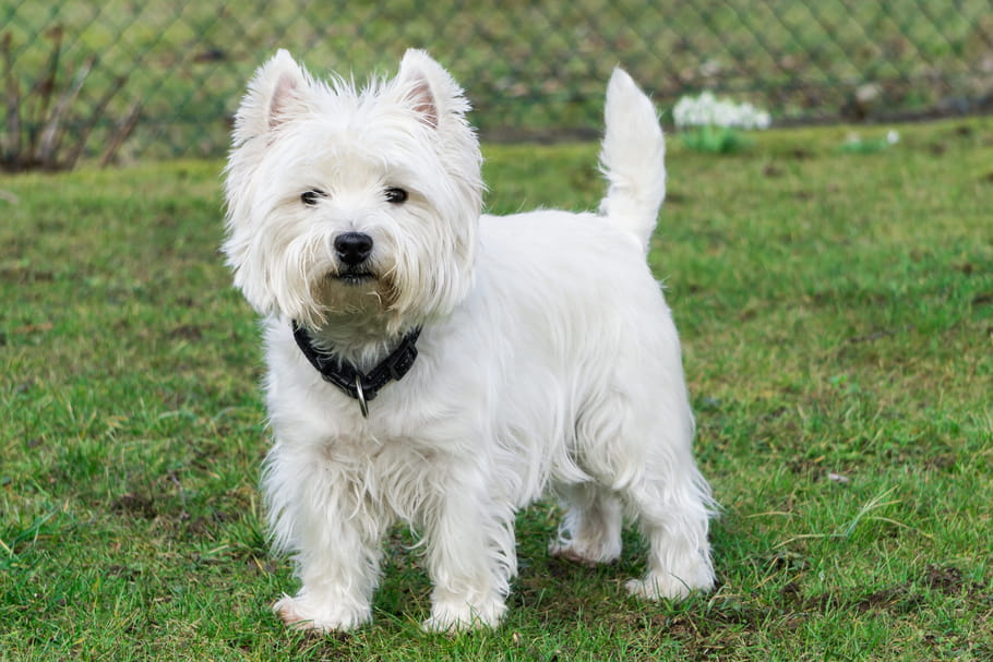 Westie