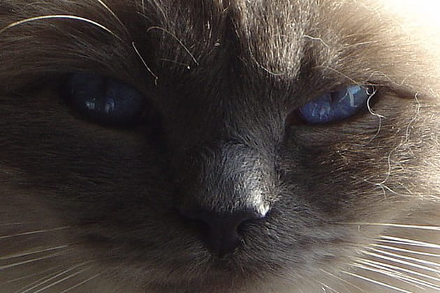 Bimbo, le prince est dans la place