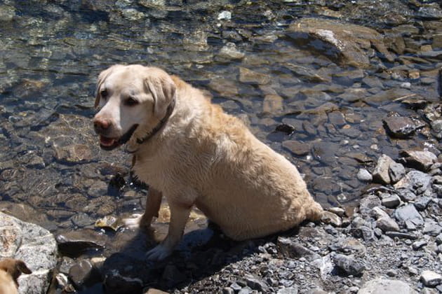Ob&eacute;lix la grenouille