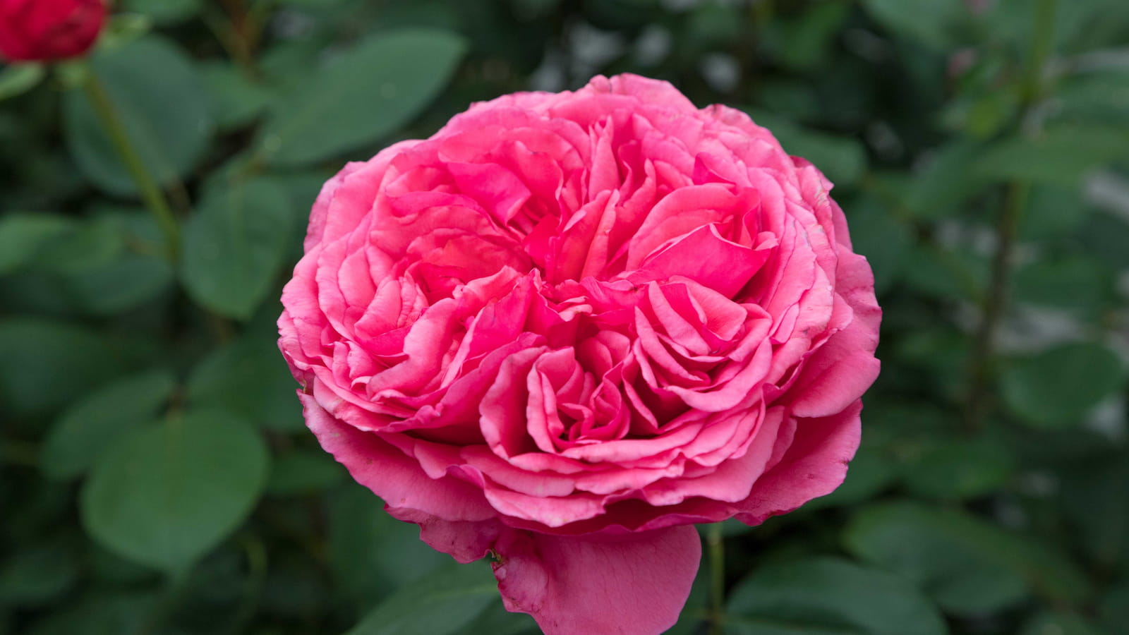 Rose Audrey Fleurot