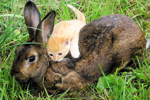 Copains comme cochons&nbsp;!
