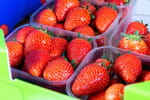 Ni couleur ni odeur : pour choisir les meilleures fraises, un primeur conseille plutôt de regarder ça