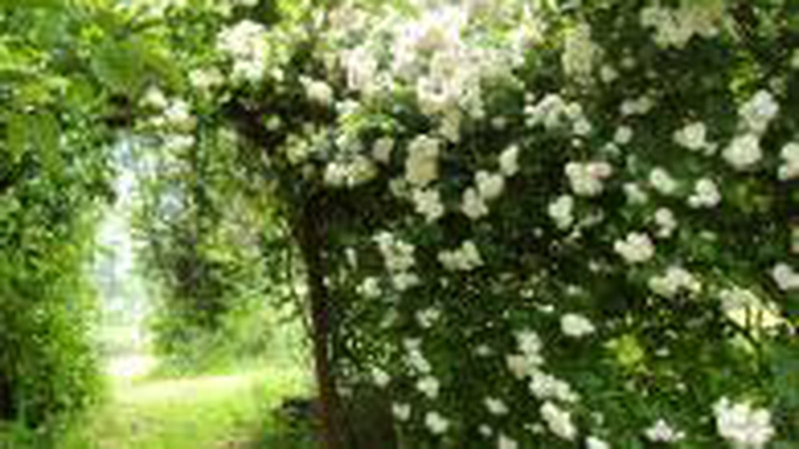 Chemin de roses