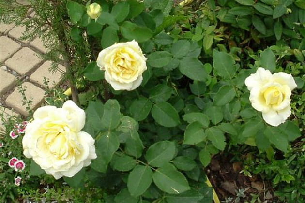 Le rosier Elina en fleurs