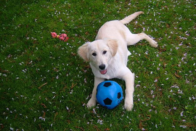 Une chienne qui jardine