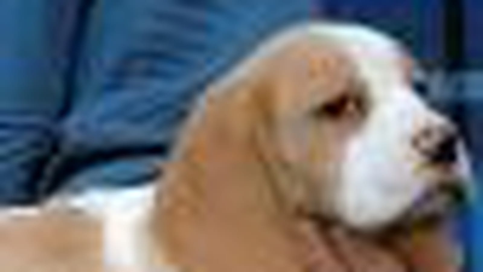 Le beagle