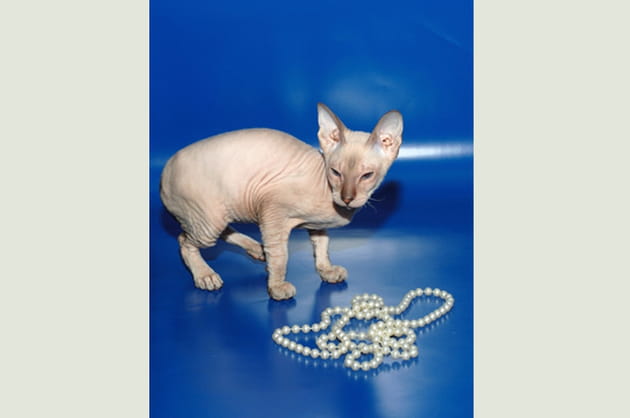 Rasage int&eacute;gral