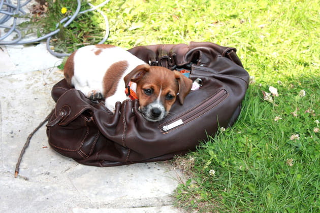 Jamais sans mon Russell&nbsp;!