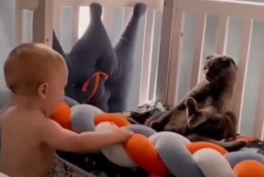 Ce chat d&eacute;tient la technique infaillible pour &eacute;viter de se faire tirer les poils par un b&eacute;b&eacute;