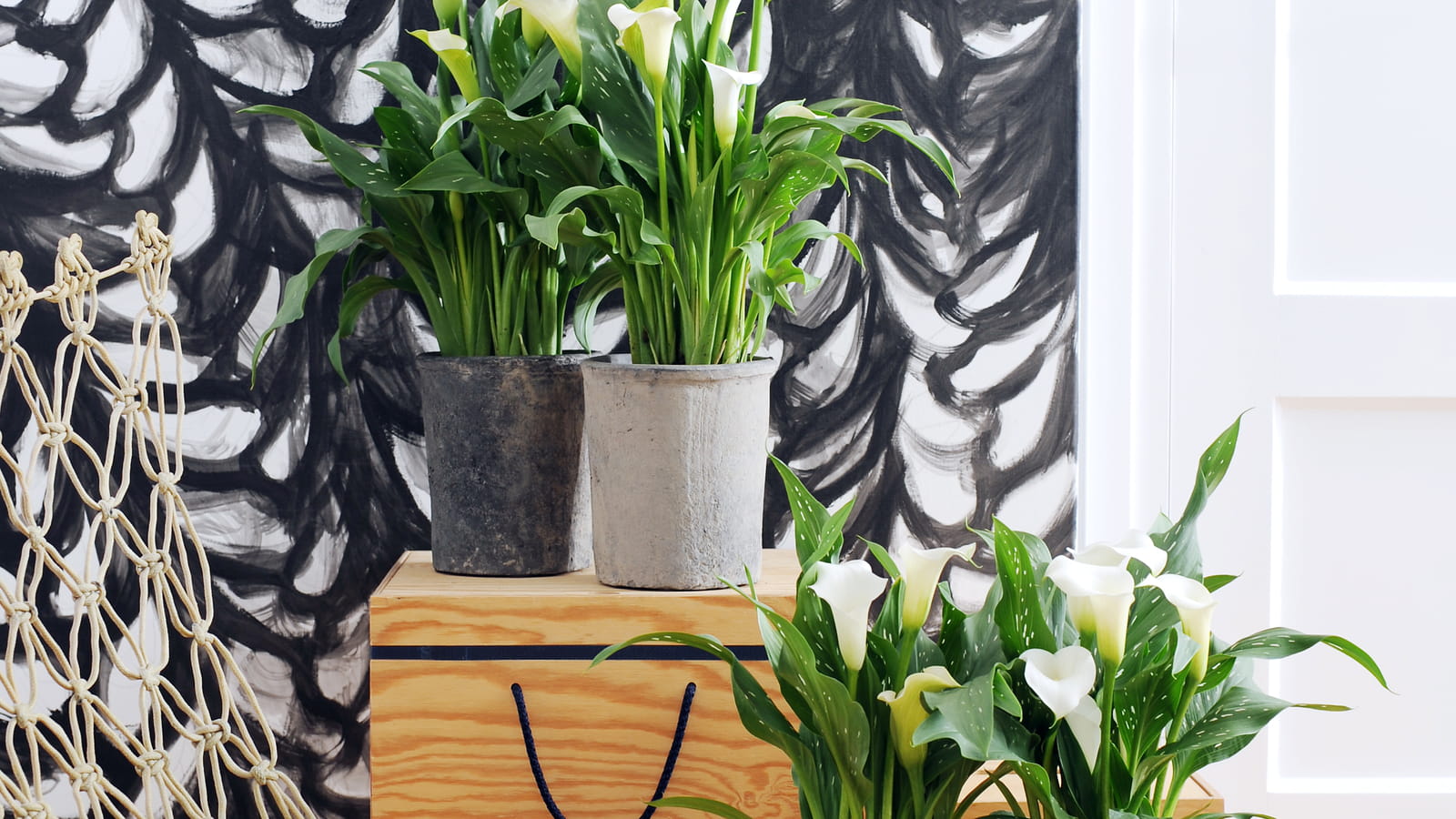 Zantedeschia aethiopica