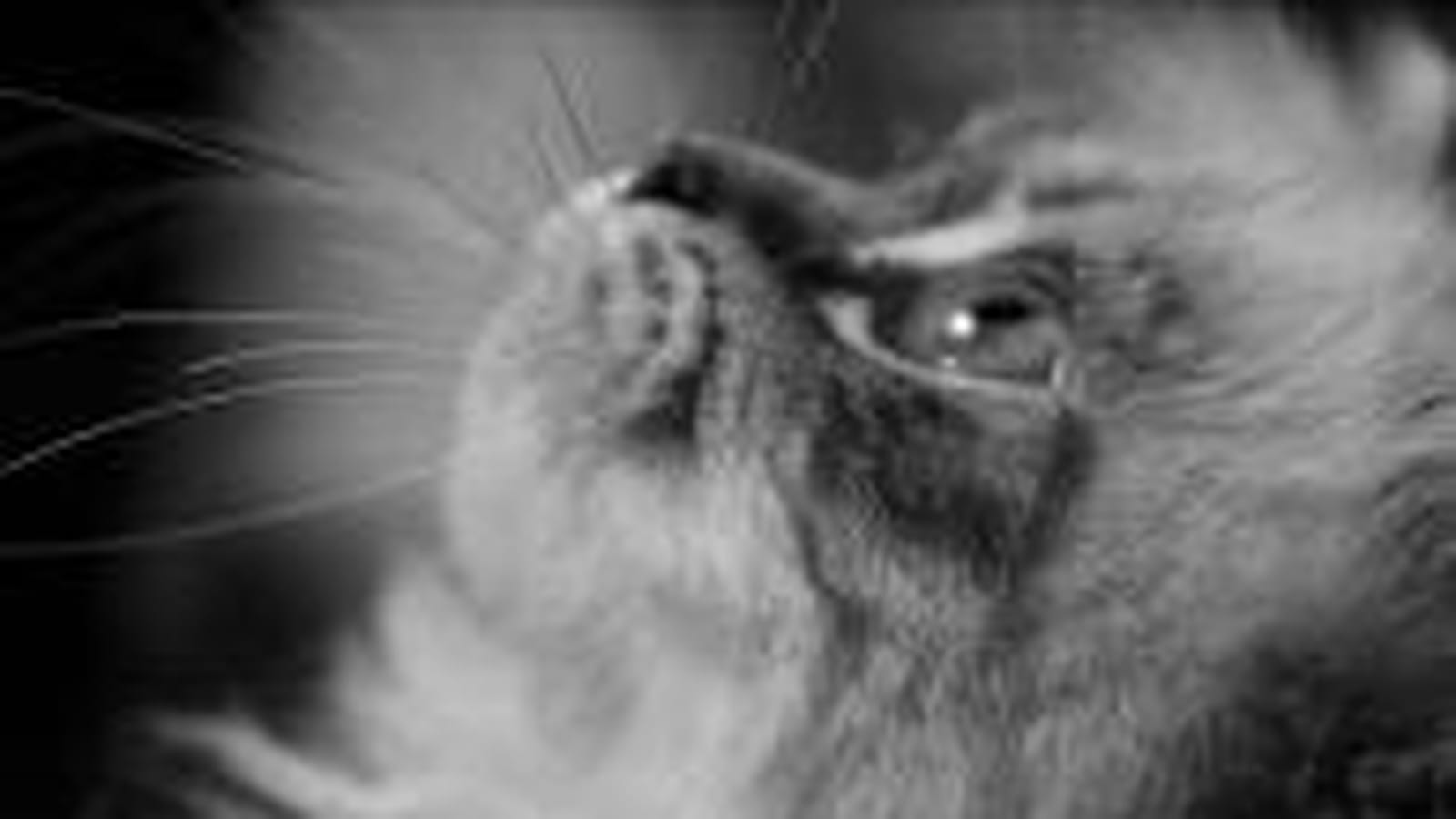 Perplexe