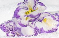 exposition vegetal 1