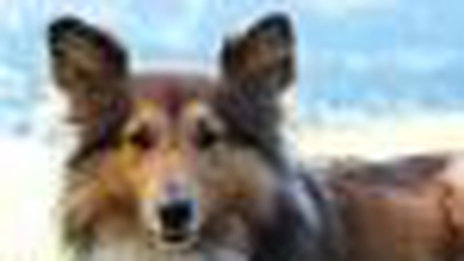 Le chien de berger