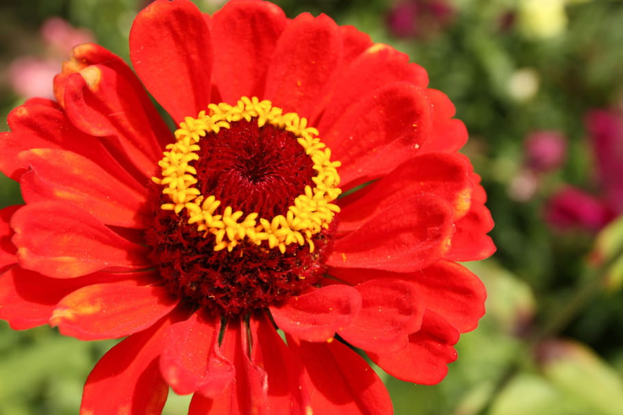 Zinnia