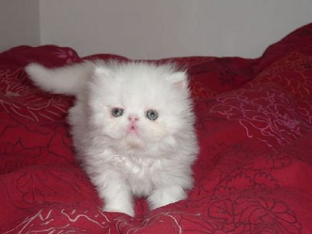 Engel de la vall&eacute;e rose