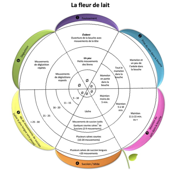 fleur-de-lait-allaitement