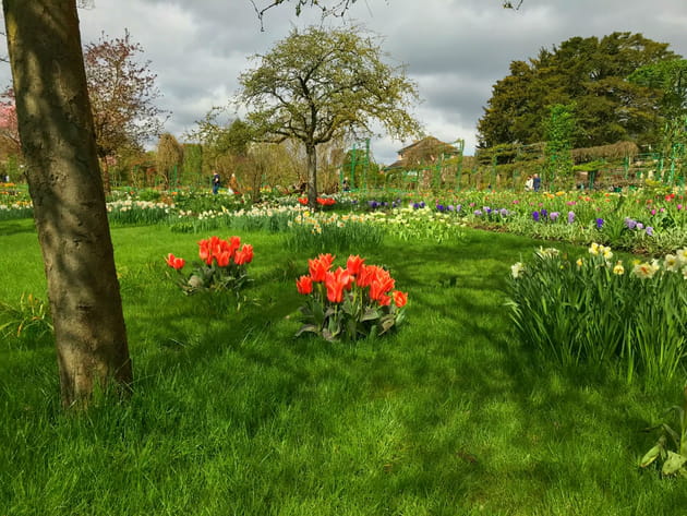 Tulipes et narcisses font la paire