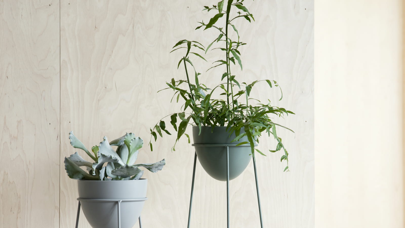 Supports pour plantes