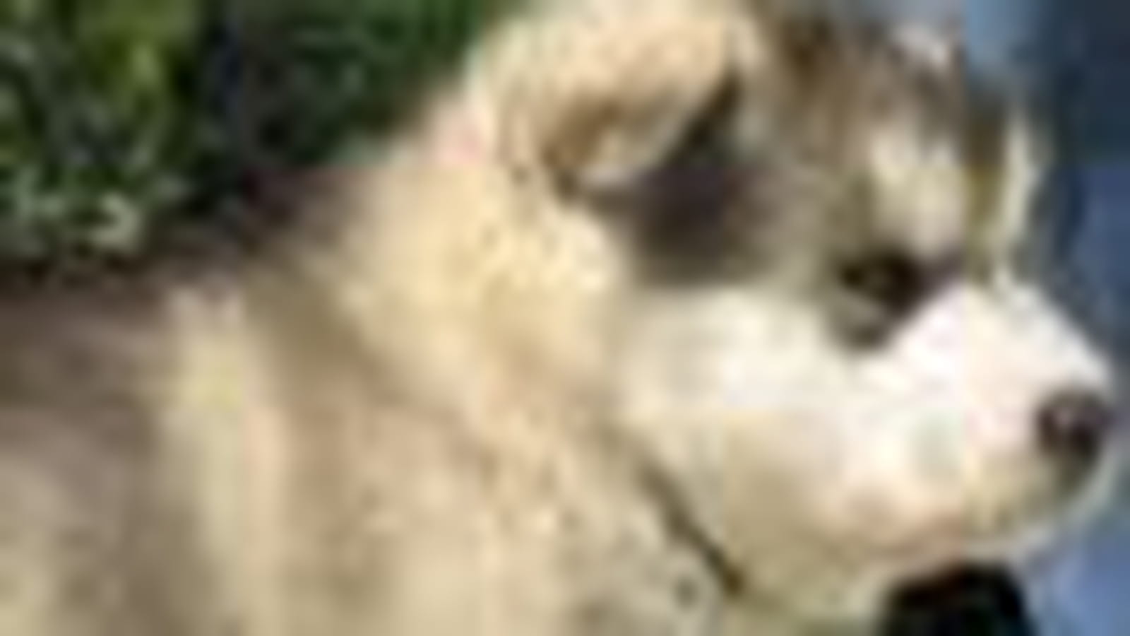 Le Malamute