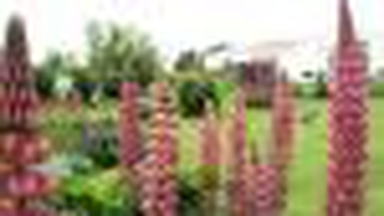 Le jardin de Raymonde
