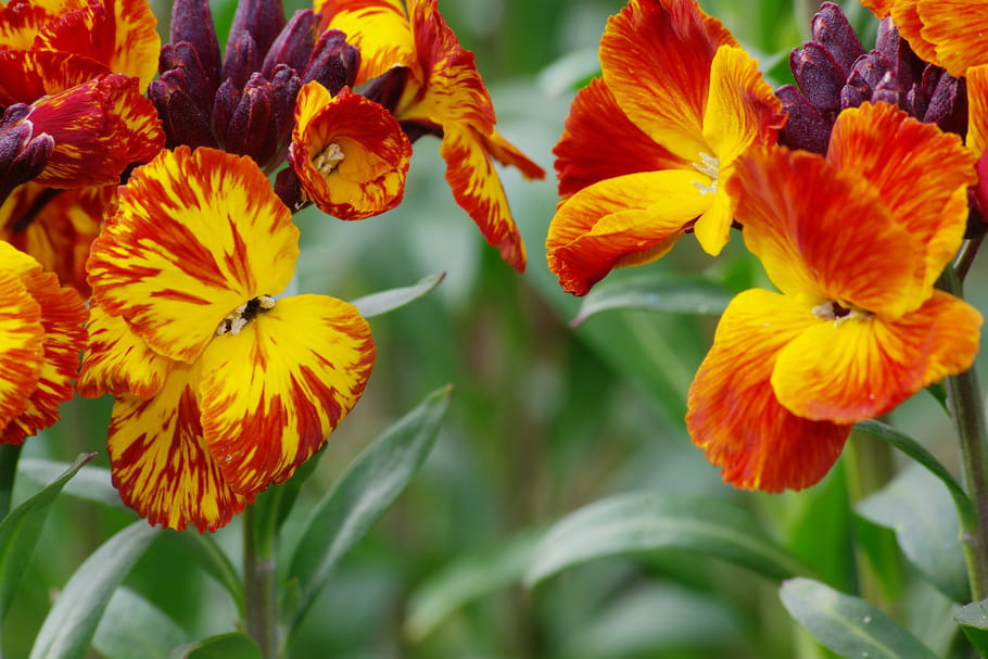 Floraison en mai