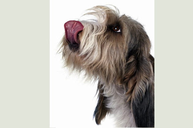 Sherbert Lemon, petit basset griffon vend&eacute;en