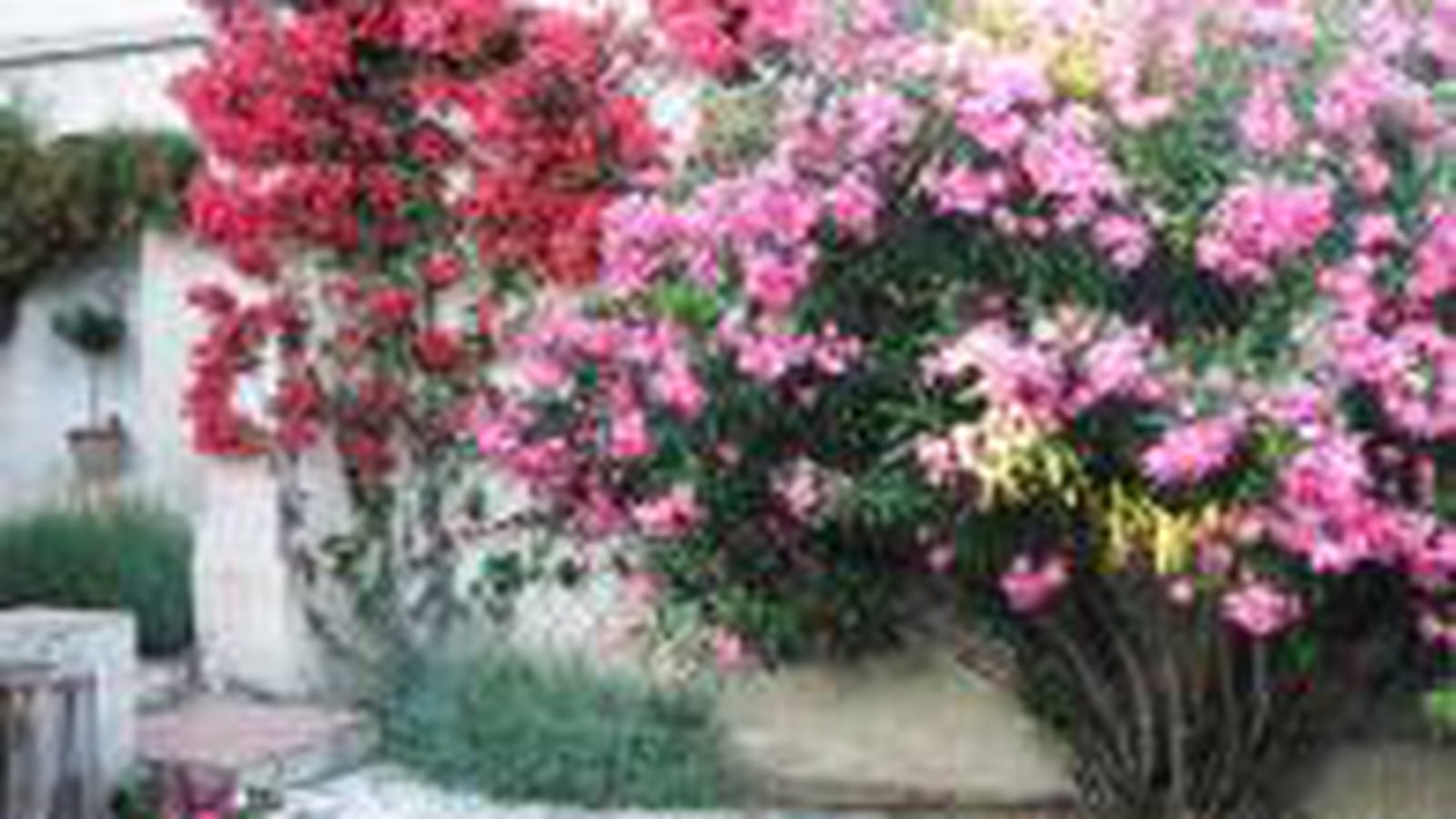 Lauriers et bougainvilliers