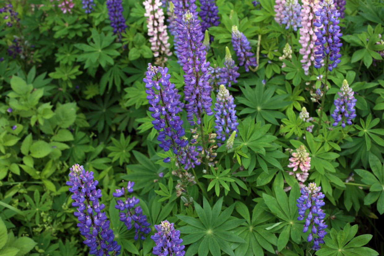 Quand Peut On Planter Des Graines De Lupins Semer Le Lupin Quand Comment Et Quelles Varietes Choisir