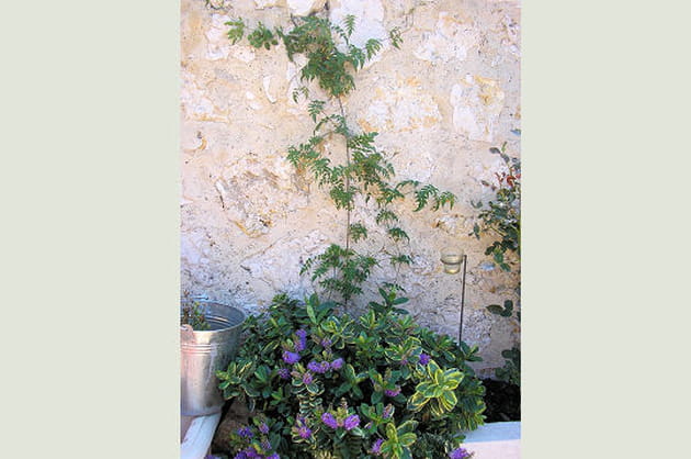 V&eacute;ronique et jasmin pour la parfum