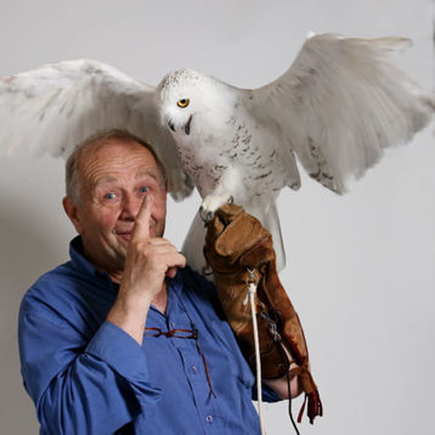 Chouette, une harfang !