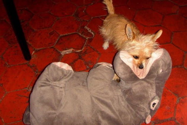 Boulette et son hippo