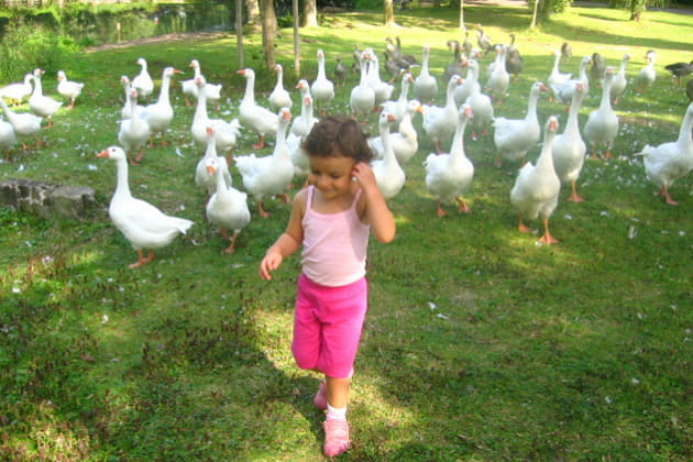 Ma&iuml;a et les oies